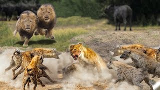 Hyena stole The Prey From The Lion. God New Could Help Hyena Run Away From Lion