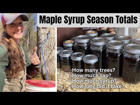 Maple Syrup Season Totals: How much syrup did we make on our Kentucky homestead?!?