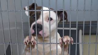 Adopt a Pet from the Cumberland County Animal Shelter
