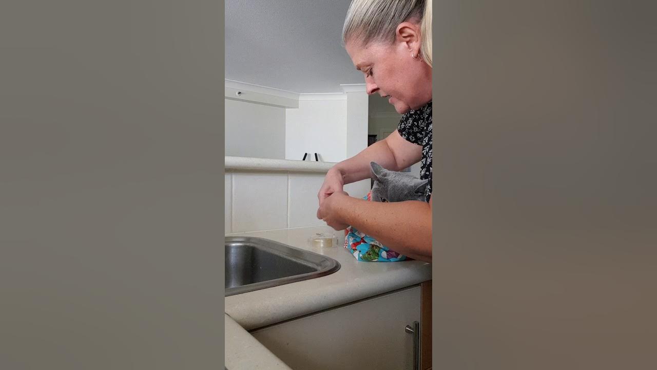 How to wrap your Cat for Christmas 101 YouTube