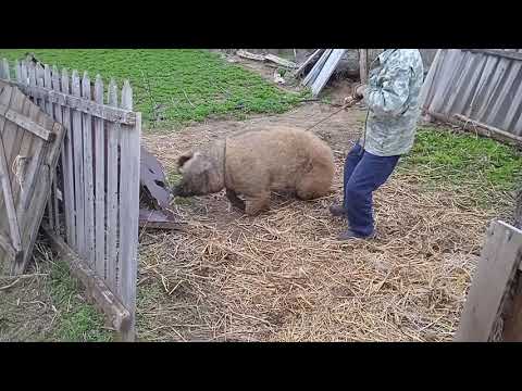 Кастрация взрослых кабанов.