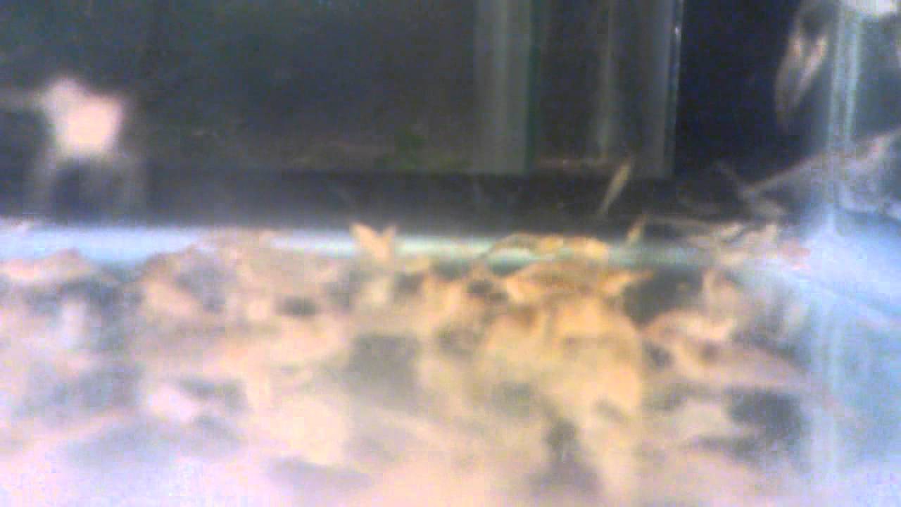 Freshwater Feeder Shrimps Youtube