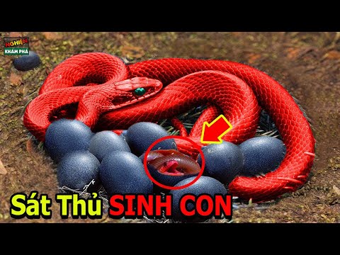 Video: Nấu Gì Từ Những Chiếc Bánh Bao Dính Lại Với Nhau Và Cách Chúng Có Thể được Phân Chia: Công Thức Nấu ăn Và đánh Giá