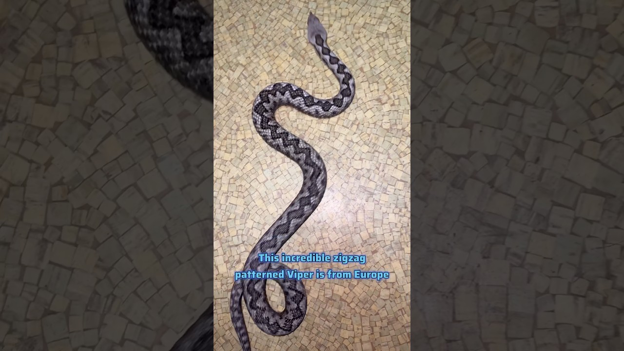 European Viper! Long Nosed Viper