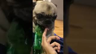 Pug Sticks Tongue Out #shorts