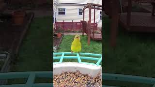 First 2025 closeup for male goldfinch @tahlia__nerds_out