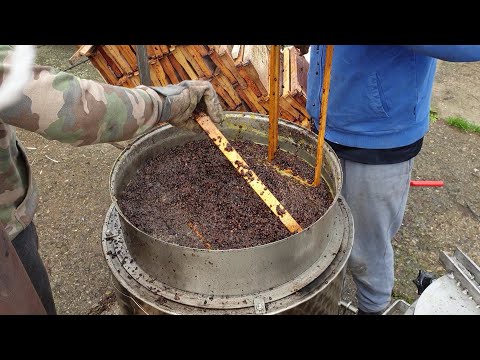 Video: Ako Včely Vyrábajú Vosk