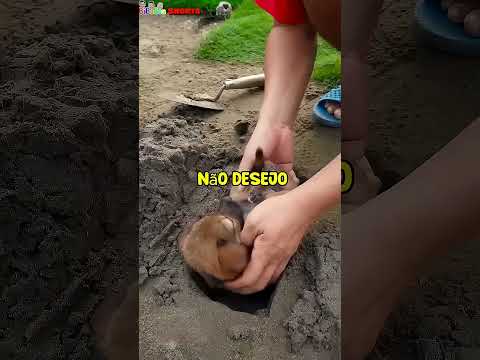 O CACHORRO TA VIVO #shorts #youtubeshorts