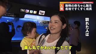 続々！動物の赤ちゃん誕生　東京の水族館・動物園