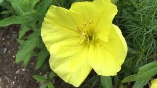 Clusters Of Yellow Azalea In Garden #gardening #azalea #spring #flowers