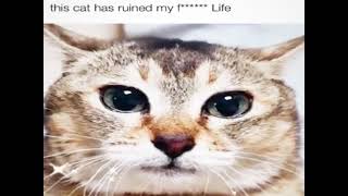 autims - this cat has ruined my f****** Life