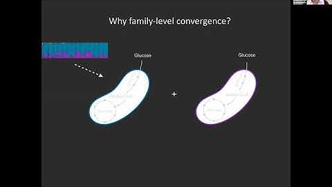 Sylvie Estrela - Rules of microbial community assembly in simple environments