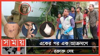 বানরের এ কেমন প্রতিশোধ? | Wild Monkey | Dhaka News | Mirpur News | Somoy TV