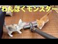 わんぱくモンスター達は掃除機も遊び場にします