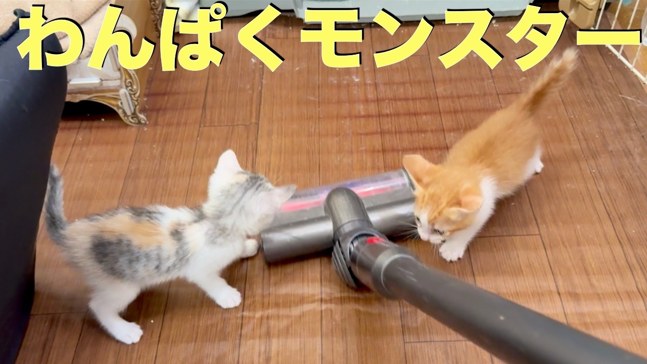 わんぱくモンスター達は掃除機も遊び場にします