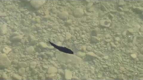 Craft Fur GameChanger Fly Swim Test