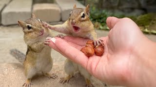Jealous chipmunk freaks out when other chipmunk get snacks