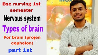 Types of brain For brain (projen cephelon)cerebrum