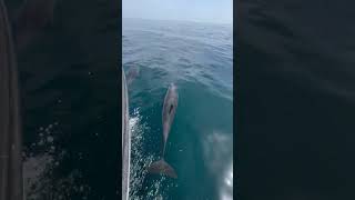 Friendly Dolphins Swimming Alongside a Fishing Boat