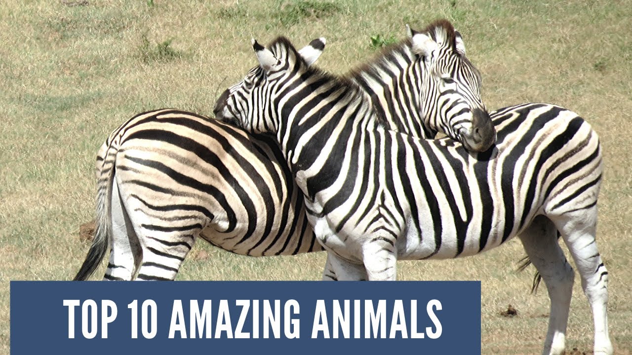 Top 10 amazing animals habitat and life .१० ऐसे जानवर जिनको देख कर हो जायेंगे हैरान। YouTube