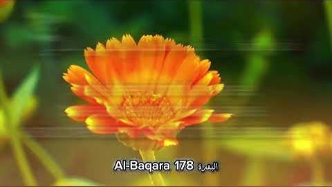 سورة البقرة الاية 178 Surah Al-Baqara Ayahا#surahalbaqarah #quran #القرآن #love