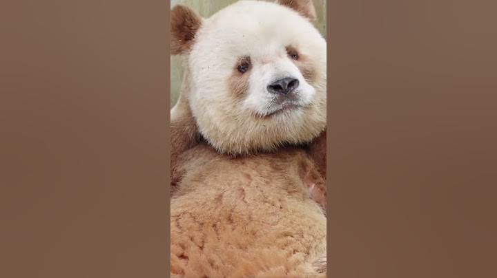 Qizai, the absolutely adorable, the only brown giant panda.