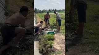 Miền tây quê tôi #videoshorts #mientay