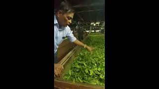 Tea Withering: Uva Halpewatte Tea Factory, Sri Lanka