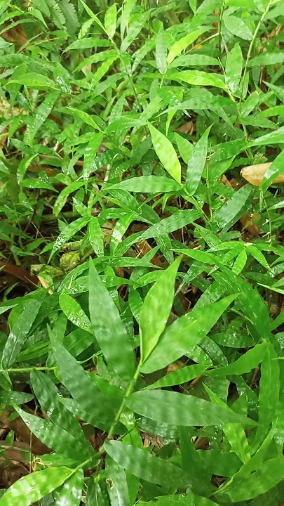 anak Tepus lurik cocok buat pikat