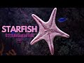 STARFISH IN MOTION Relaxing Underwater Visual Loop 11 11 11 Hours 