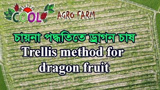 Ep-8: চায়না পদ্ধতিতে ড্রাগন ফল চাষ-Trellis Method for dragon fruit. screenshot 4