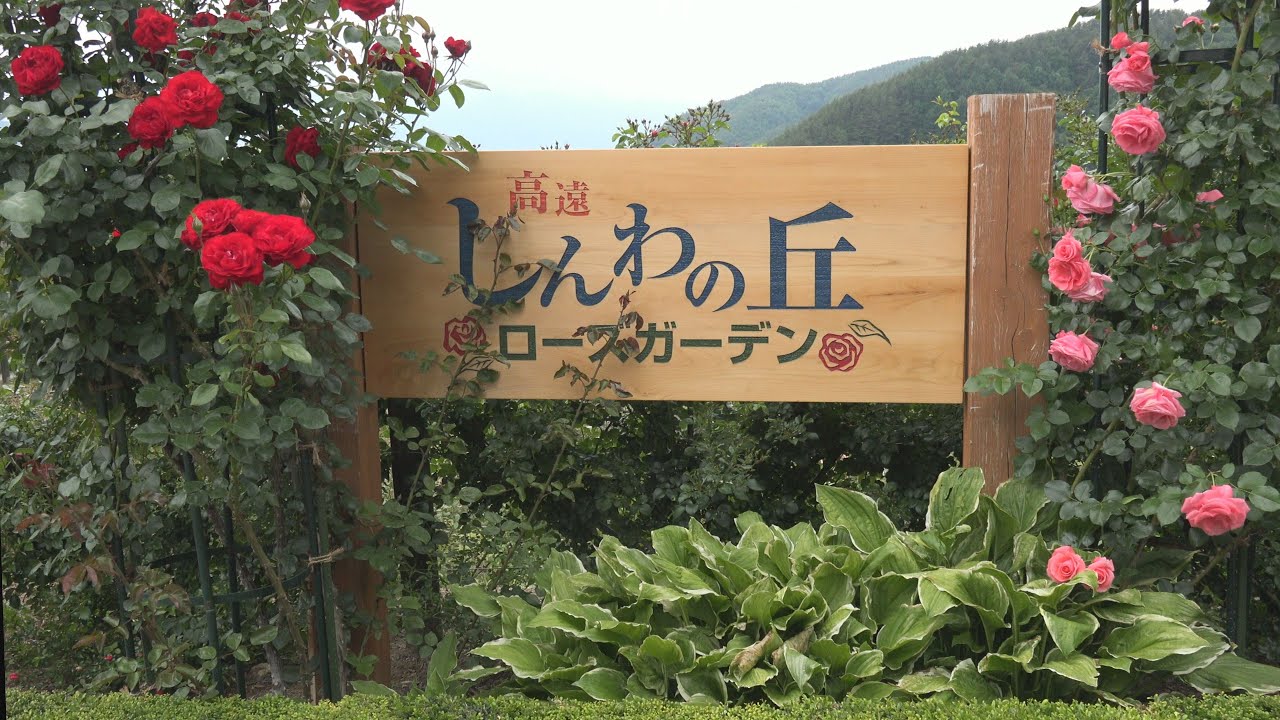 高遠しんわの丘ローズガーデン のバラの見ごろやバラまつりとバラ園情報 バラ園案内 バラの見ごろと開花状況