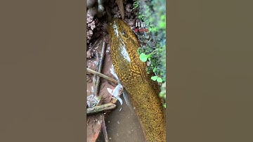 How to catch Eel fish with hook#177