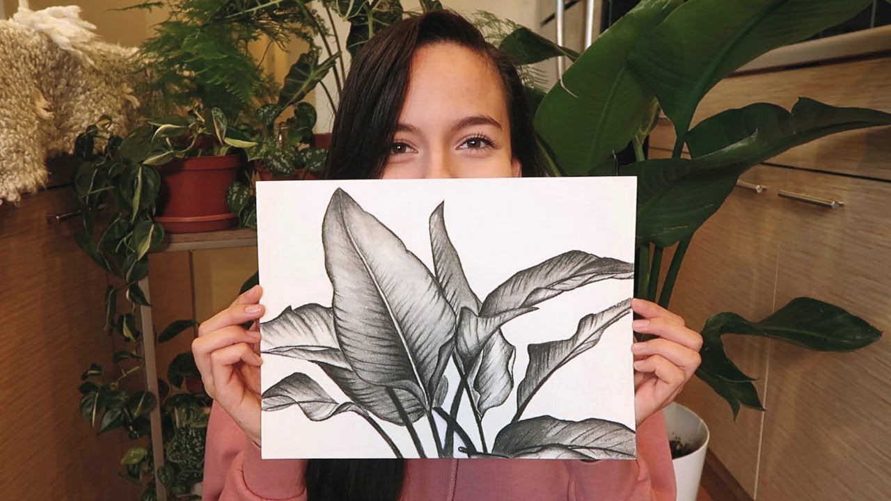 My Charcoal Plant Drawings YouTube