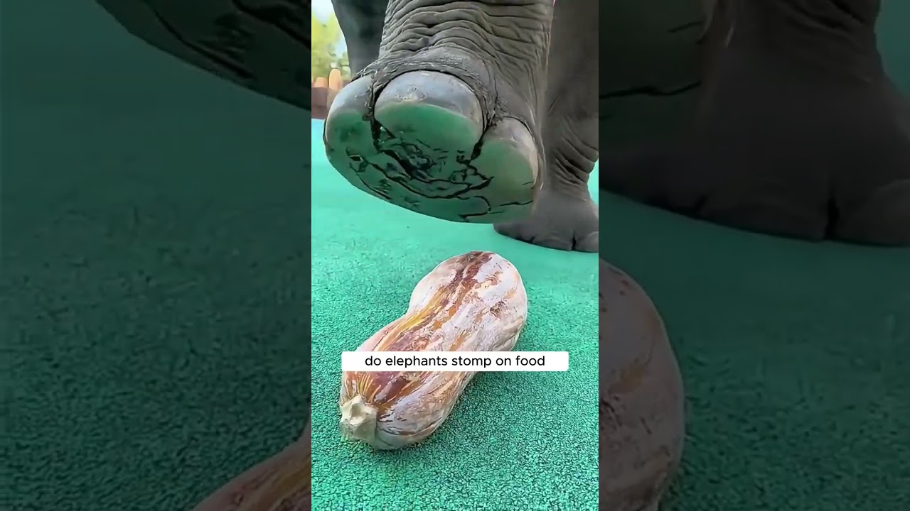 Why Do Elephants Stomp on Food? The Surprising Reason 
