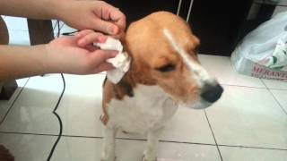Beagle Love Ear Cleaning