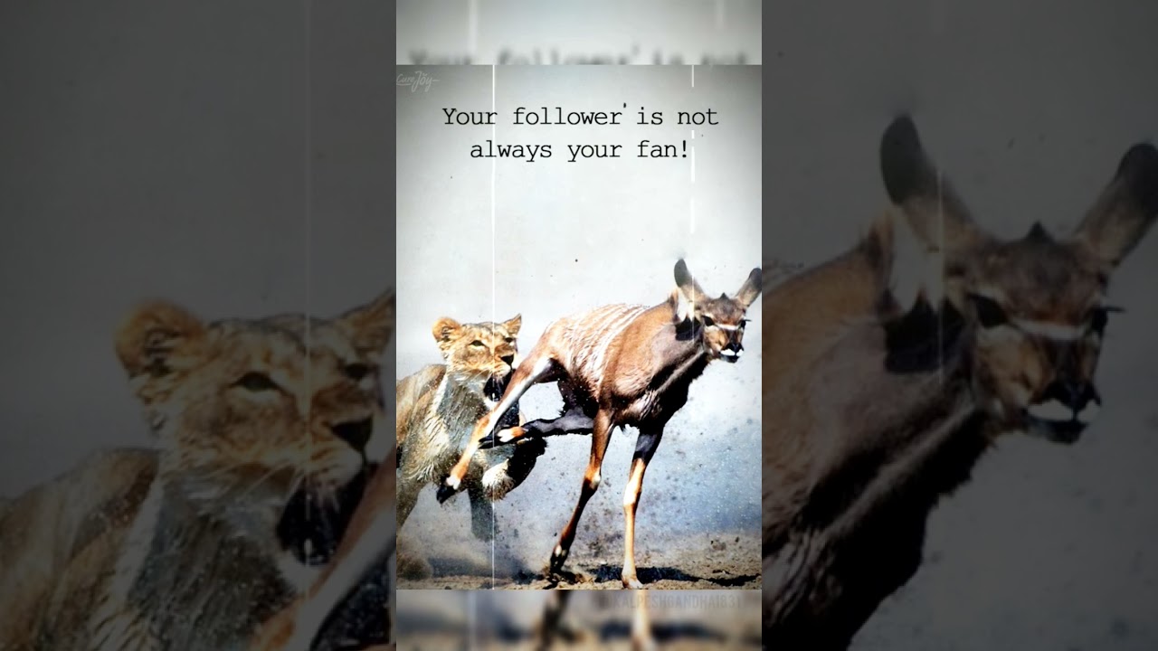 Exploring Deep Meaning in Captivating Images 