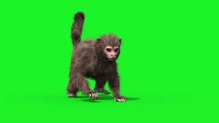Green Screen Monkey Images On Green Screen