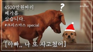 Adopted a puppy without letting my dad know(Hyori's brother)│MBC PD VLOG Onulun│Christmas special