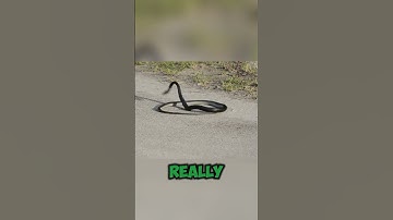 Why do snakes bite themselves? #facts #wildlife #animals #science #biology #unique #interesting