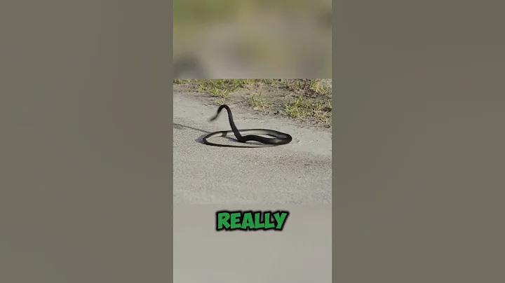 Why do snakes bite themselves? #facts #wildlife #animals #science #biology #unique #interesting