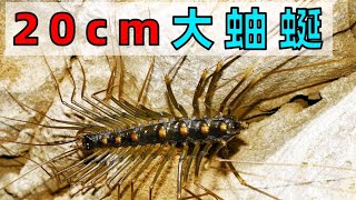 我的新寵物 ! My new pet - 20cm house centipede