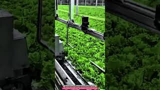 Automatic Hydroponic Tray Transfer Machine – Smart Greenhouse System for Efficient Plant Movement