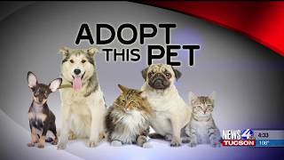 Adopt This Pet: Meet Wilson!