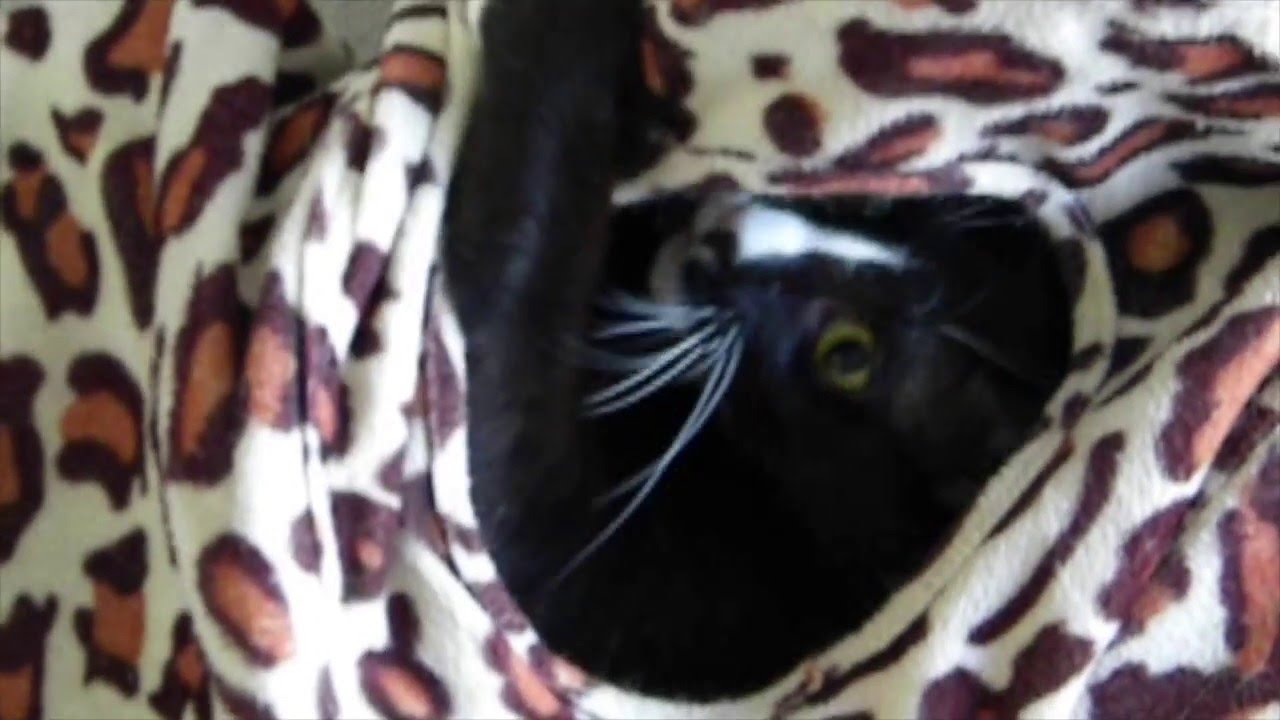 special needs animals for adoption near me Mini Mac is a wild man