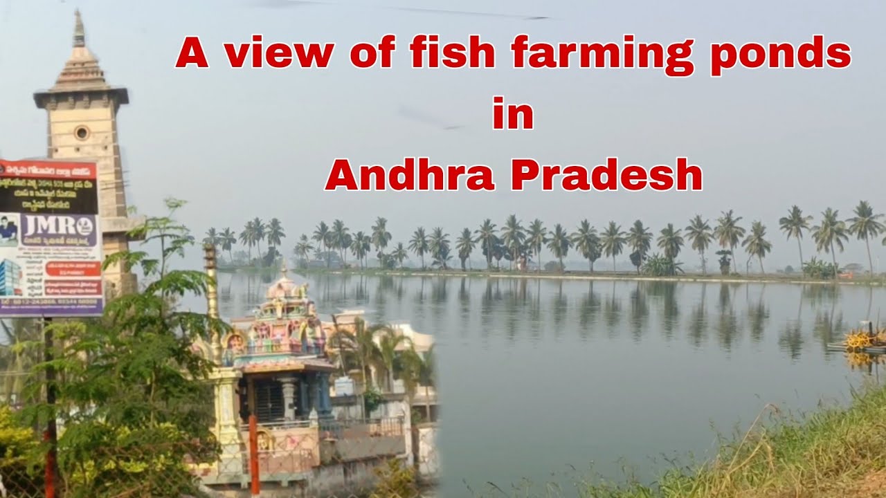 A view of fish farming ponds in Andhra Pradesh !! आंध्रा प्रदेश के मछली ...