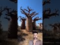Africa’s Amazing Tree That Stores Huge Amounts of Water