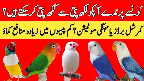 Which Birds Business is Most Profitable Mutations or Commercial Birds | Mini Zoo