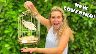 RESCUED LOVEBIRD GETS A NEW FRIEND!