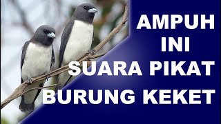 Suara pikat kekep keket paling ampuh untuk panggil burung liar